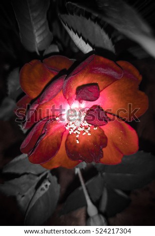 A close-up photograph of a red rose. The image has been manipulated to give it a more artistic look.