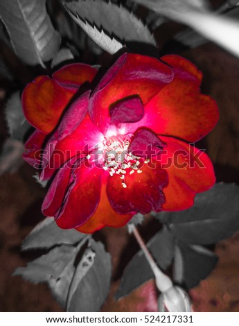 A close-up photograph of a red rose. The image has been manipulated to give it a more artistic look.