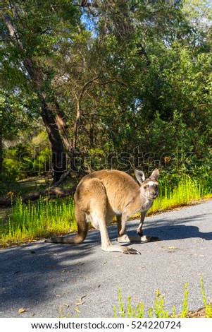 Kangaroo ,Walpole ,Australia .