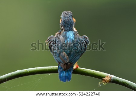 Beautiful blue bird, Common Kingfisher (Alcedo atthis) calmly perching on the bamboo stick showing its back feathers in heart shape over green background, fascinated nature