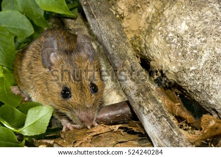 Yellow-necked mouse (Apodemus flavicollis) nice portrait. Piedmont. Italy. Royalty-Free Stock Photo #524240284