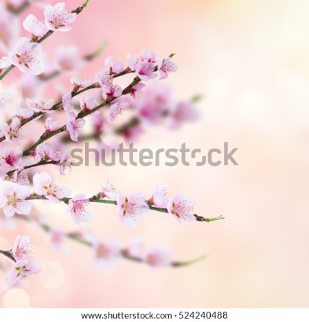 Cherry tree branch with blooming flowers ib garden over pink bokeh background