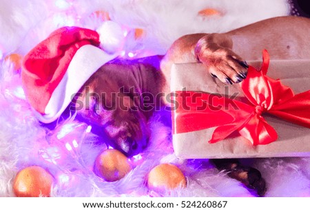 cute funny Red dachshund dog sleeping with garland and New Year gift on Christmas background