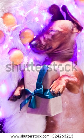 cute funny Red dachshund dog sleeping with garland and New Year gift on Christmas background