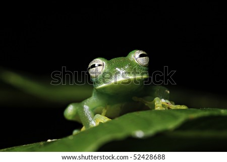 glass frog hyalinobatrachium  amphibians mainly nocturnal species endangered need special protection and conservation measures amazon basin Bolivian rain forest image with copy space nice background