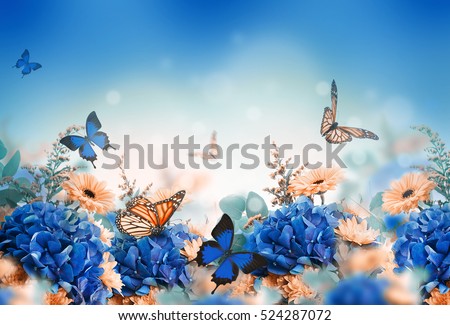 Amazing background with hydrangeas and daisies. Yellow and blue flowers on a white blank. Floral card nature. bokeh butterflies. Royalty-Free Stock Photo #524287072