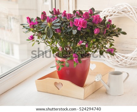 Azalea ( Rhododendron simsii ) in a pot near the watering can on the window Royalty-Free Stock Photo #524294740