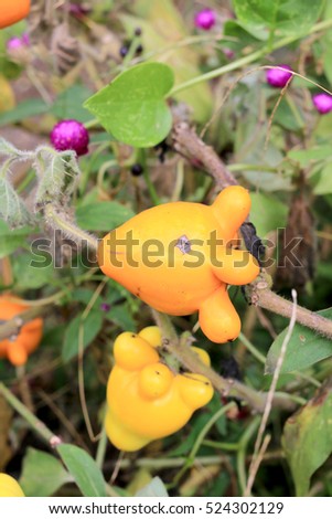 Solanum mammosum on plant