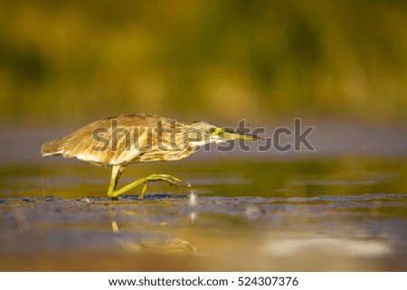 Hunting heron. Yellow green lake nature  background. Bird: Squacco Heron. Ardeola ralloides.