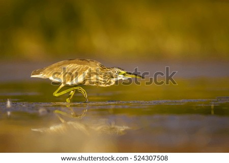 Hunting heron. Yellow green lake nature  background. Bird: Squacco Heron. Ardeola ralloides.