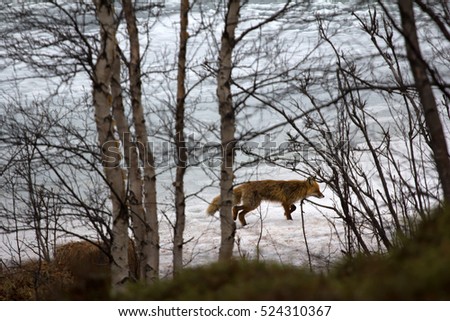 In winter and early spring Red Fox (Vulpes vulpes) hunt in daytime. Fox goes along lake shore in search of food - fox gait.