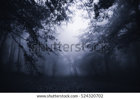 dark forest twilight Royalty-Free Stock Photo #524320702