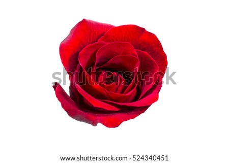 selection of beautiful red rose flower isolated on white background