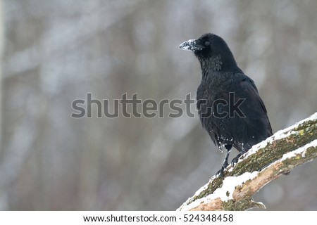 Birds - Black Common raven (Corvus corax) perched on tree. Scary, creepy, gothic setting. Winter. Halloween