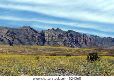 Abundance of spring wildflowers in Death Valley