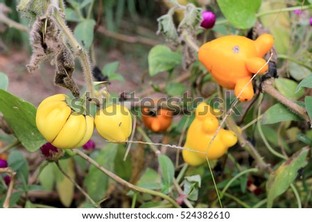 Solanum mammosum on plant