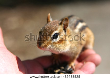 Chipmunk Feeding In Hand
