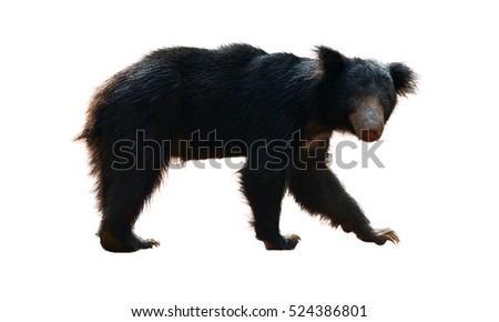 Close up sloth bear, Melursus ursinus, isolated on white background, Wilpattu national park, Sri Lanka. Wild animal.