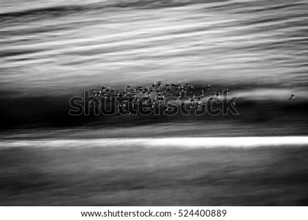 Flying birds in nature. Abstract Motion Blur Background 