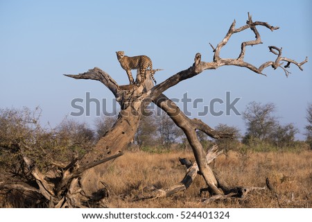 A horizontal photograph of one Cheetah (acinonyx jubatus) standing at the top of a dead tree during sunrise in The Kruger National Park