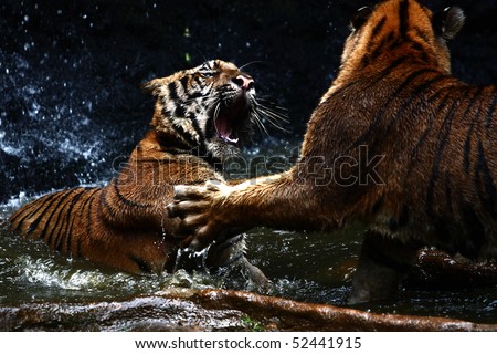 Tiger attack to other tiger Royalty-Free Stock Photo #52441915