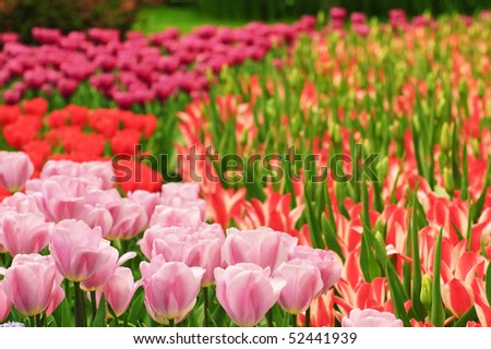 Tulip garden in spring at Netherlands