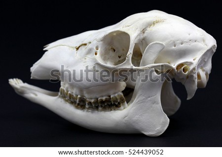 Photo of roe deer skull on white background