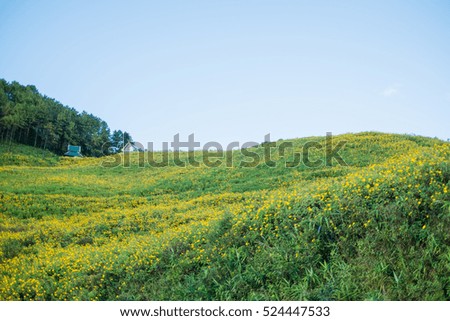 Mexican sunflower on the hill in Maehongson, Thailand