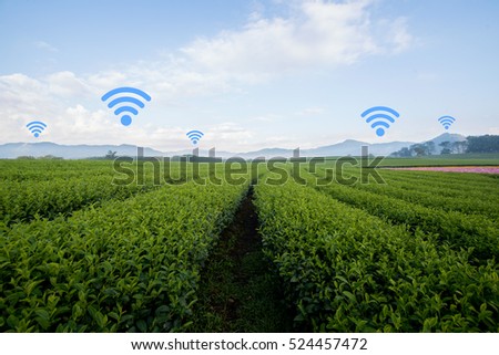 Agriculture and Internet of things in agriculture concept. Internet and telephone signal network in farm, rice field, tea field, country side. Royalty-Free Stock Photo #524457472