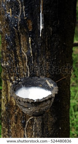 Raw latex rubber in the rubber trees garden. The large plantation area.