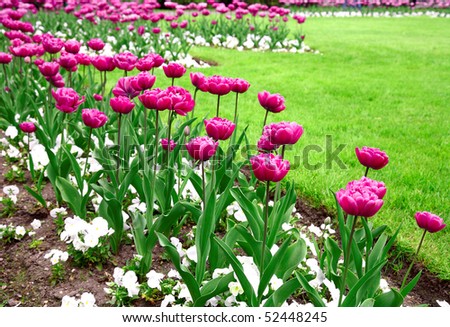 Garden of pink tulips
