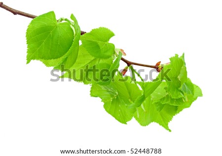 Linden branch with young leaflets on the white background