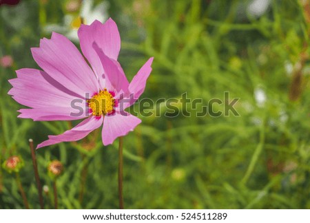 pink flowers and blurry background, close up kosmos flowers.