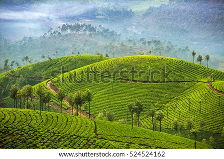 Tea plantations in Munnar, Kerala, India Royalty-Free Stock Photo #524524162
