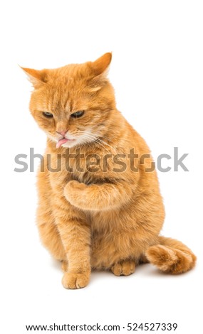 Beautiful red cat on a white background