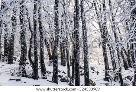 Winter snowy forest in Crimean mountains