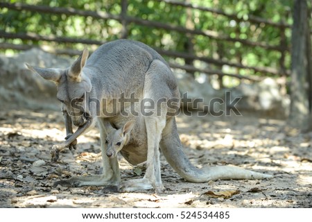 joey (baby kangaroo) in  the pouch