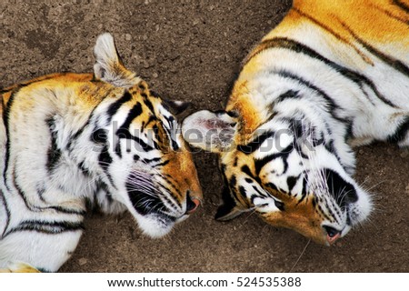  tigers couple ,  heads close up  in aerial photography