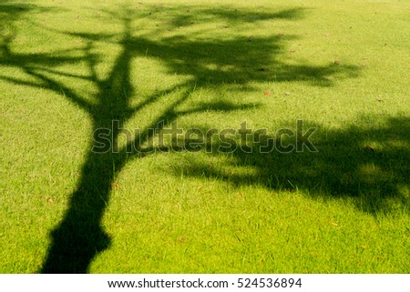 Tree shadow on green grass in summer.