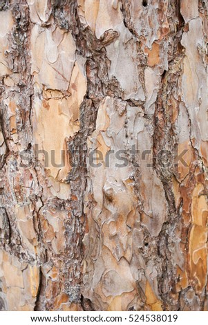 Pine skin background