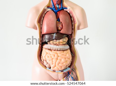 Anatomy human body model on white background.Part of human body model with organ system.Medical education concept. Royalty-Free Stock Photo #524547064