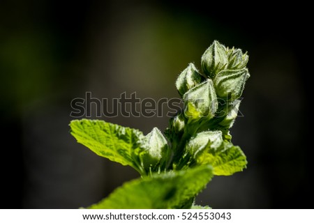 Althaea - Marsh Mallow - flower buds close up