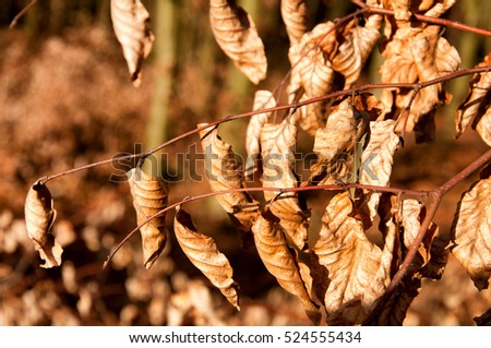 Withered leaves on tree. Autumn