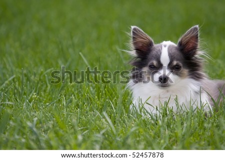 long haired white and blue Chihuahua laying in grass