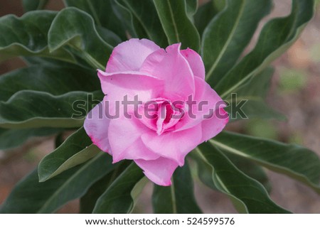 Light pink Desert rose flowers on leaf backgrounds