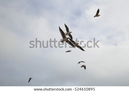 Gulls flying in the sky, near the sea