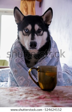 Funny husky dog, sitting on a bed under a blanket with a cup of tea