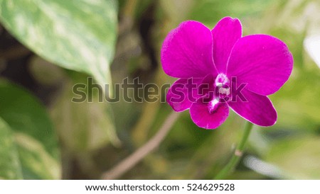 Purple flowers on top