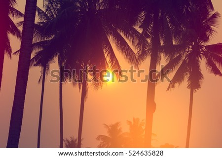 Summer coconut tree at tropical coast,made with Vintage Tones,Warm tones