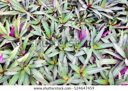 Top view of Tradescantia spathacea texture background.